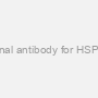 Monoclonal antibody for HSP90 alpha